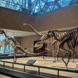 I'm Naturkundemuseum