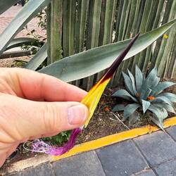 Er erklärte, was die Indios alles aus den Kakteen gewannen. Hier: Nadel und Faden in einem.