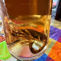 Die Auswahl an Bademeistern war durchaus sehenswert.