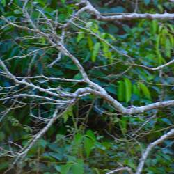 Er war einfach zu schnell...