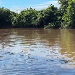 Fluss Delphine... meist sieht man nicht viel mehr von ihnen...