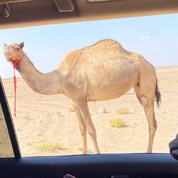 Der Chef der Kameltruppe trägt ein GPS Halsband