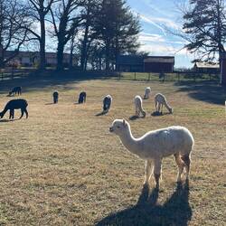 Herd of female alpacas