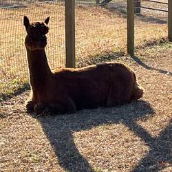 Male alpaca basing in the sun