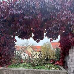 Garden (see writeup in last post)