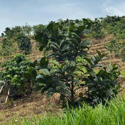 Arabica coffee plantations grow on Ijen's flanks: grows best higher elevations. Also clove trees.