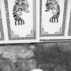 Big cat....little cat.