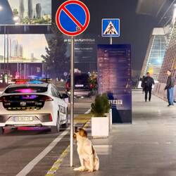 Dog at the airport