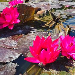 Lotusblüten - das Pflücken der Blüten kosten umgerechnet 10 Euro Strafe. 🙈