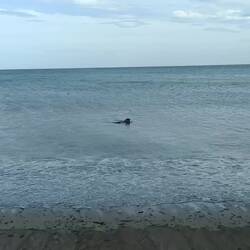 Baignade pour Gaïa. La plage est en face du camping