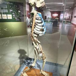 Lucy (bzw eine Kopie)