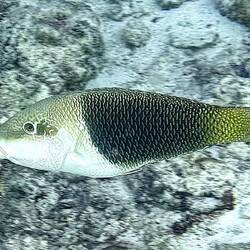 Schwarzaugen-Dicklippfisch