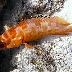 Baskenmützen-Zackenbarsch