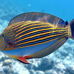 Blaustreifen-Doktorfisch