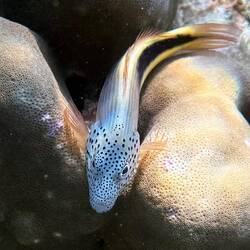 Gestreifter Korallenwächter