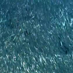 Schwärme über Schwärme