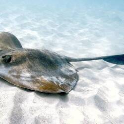 Ein großer Federschwanz-Stechrochen