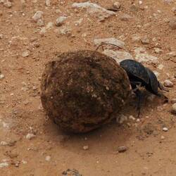 Der Mistkäfer, Dung Beetle