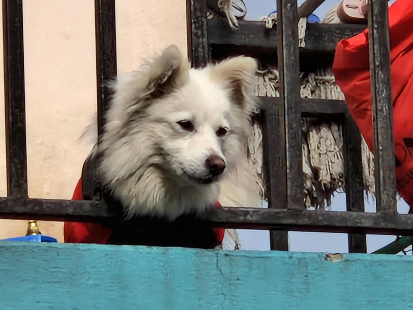 Pastor Subash's dog wearing a Winter coat.
