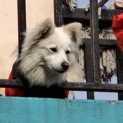 Pastor Subash's dog wearing a Winter coat.