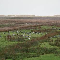 Auch hier: Invasivgänse