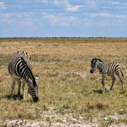 Einige Jungtiere wurden auch schon geboren