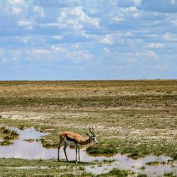Zum Glück finden die Springböcke auch woanders Wasser