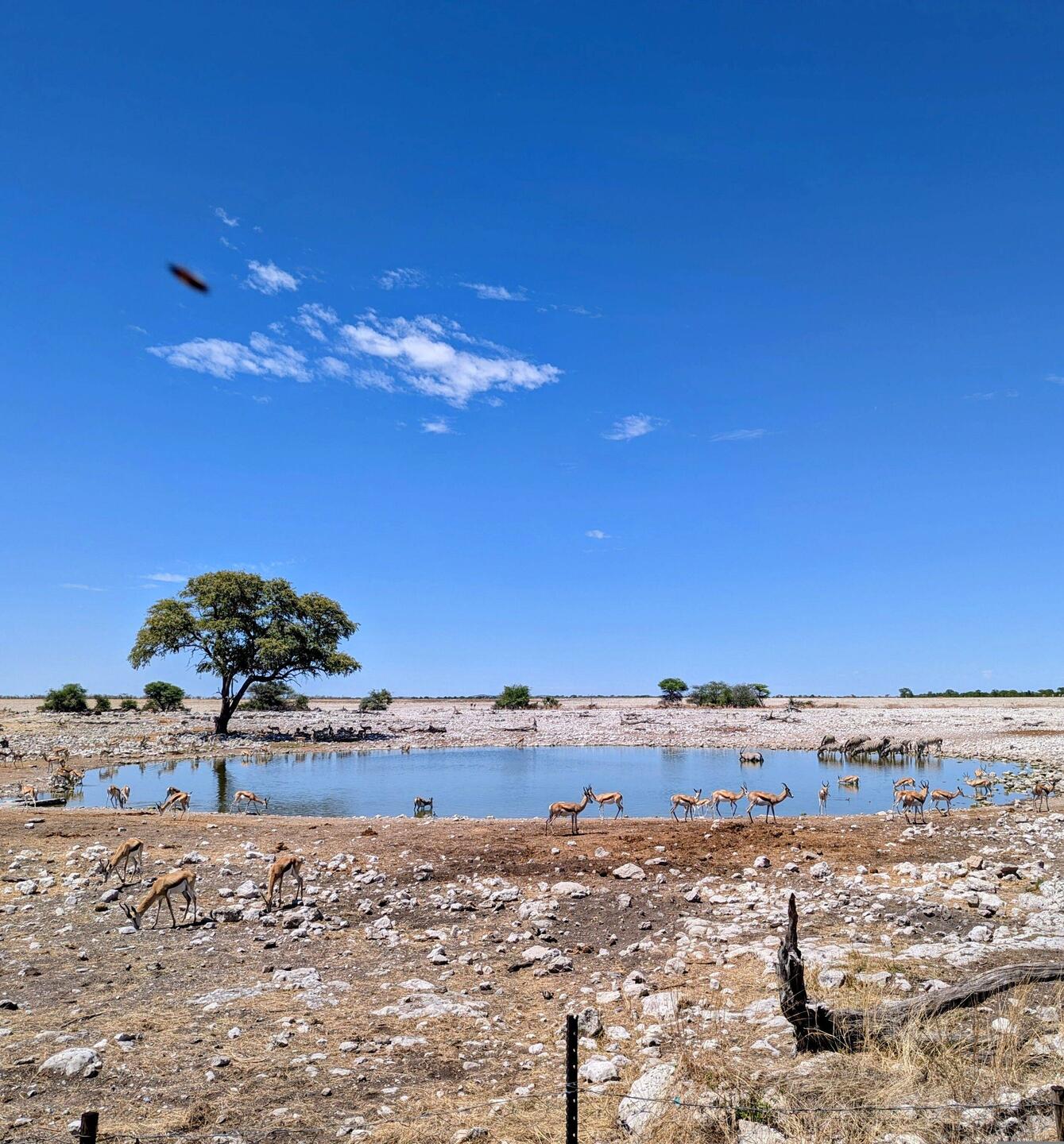 Okaukuejo Wasserloch