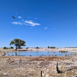 Okaukuejo Wasserloch