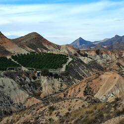 Plantations d'orangers au milieu de ce désert minéral !