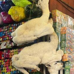 Dried baby alpacas for sale