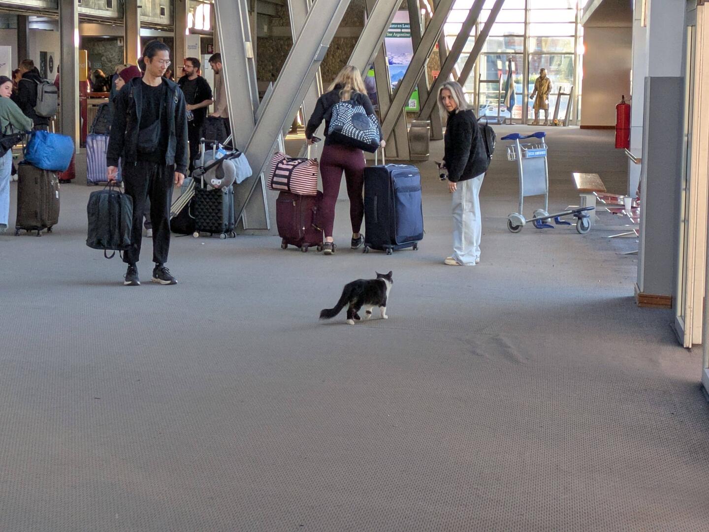 Pele the airport cat