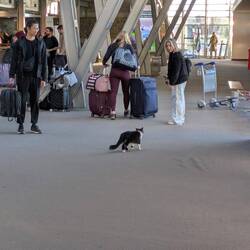 Pele the airport cat