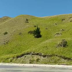 On peut voir des chèvres