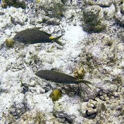 Goldfleck Kaninchenfische