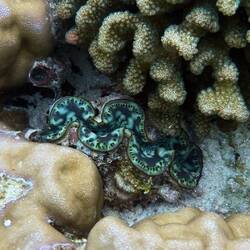 Schöne Bohrende Riesenmuschel