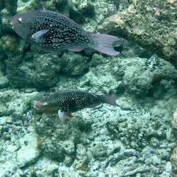 Schwarze Papageienfische und ein Schwarm Füsiliere