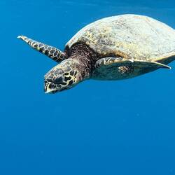 Echte Karettschildkröte. Lieblingsnahrung: Quallen