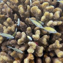 Grüne Schwalbenschwänzchen