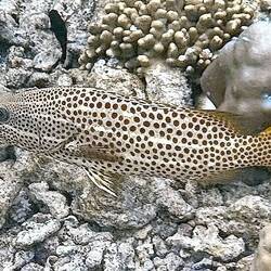 Braunpunkt Zackenbarsch