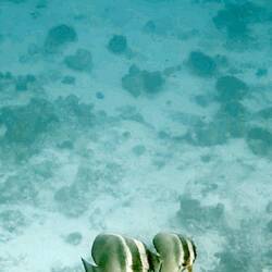 Langflossen Fledermausfische, sehr groß und in größerer Tiefe