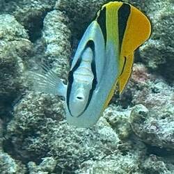 Guckst du? Marleys Falterfisch 😊