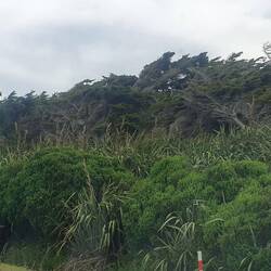 Typical view in coastal western Southland