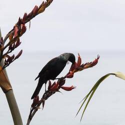 Got lucky that this tui was happy to feed close to us near a coastal lookout