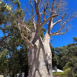 Baobab Baum vom Norden Australiens hertransportiert