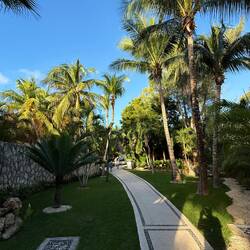 ...dann lass' uns unter Palmen wandeln...