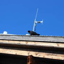 This guy wanted to sit right over Tim's hot chocolate ... with whipped cream.