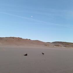 Der 🌛 ist aufgegangen, Boje hat Hunger