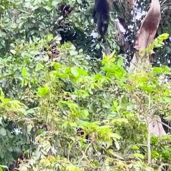 Kleine Affen die am Baum hängen