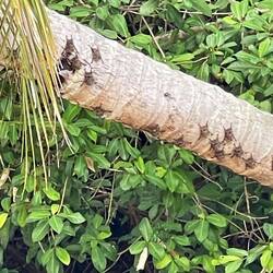 Fledermäuse am Baumstamm